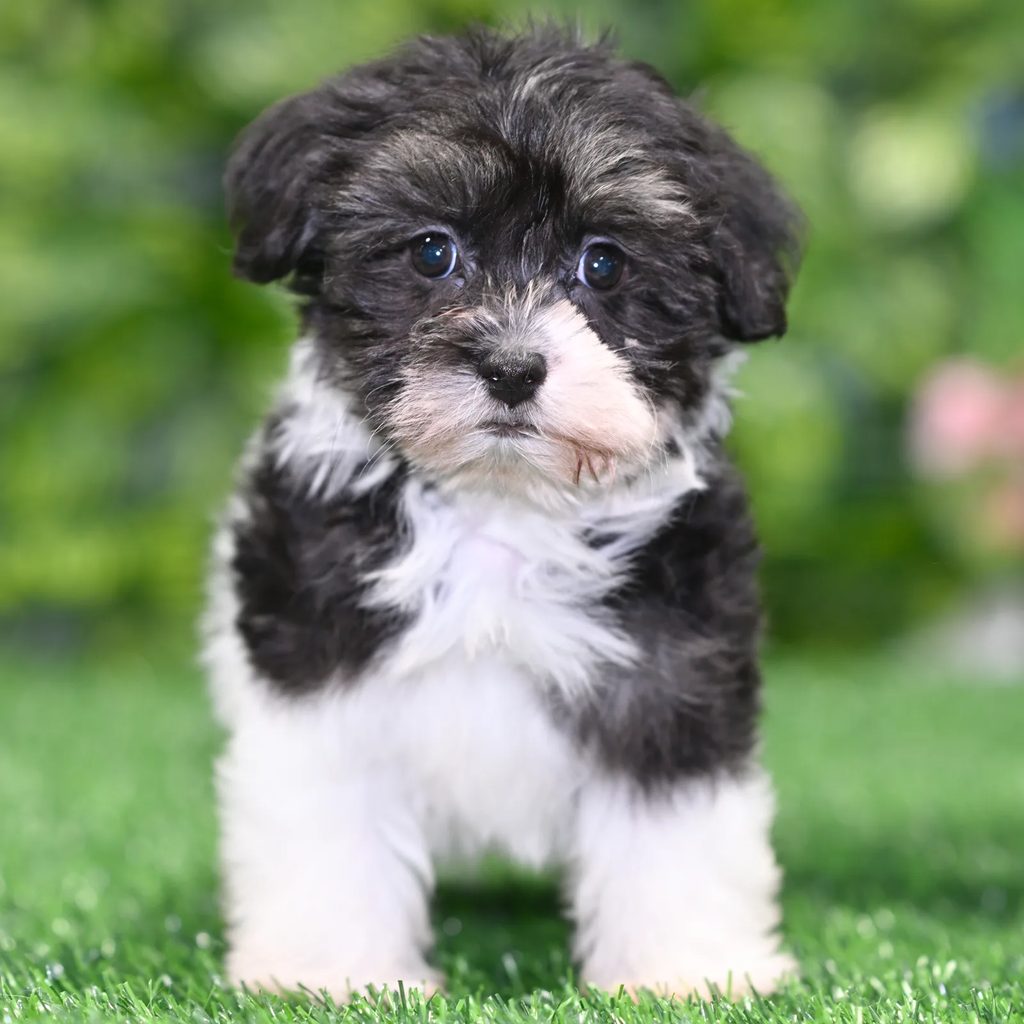 Alexis puppy images