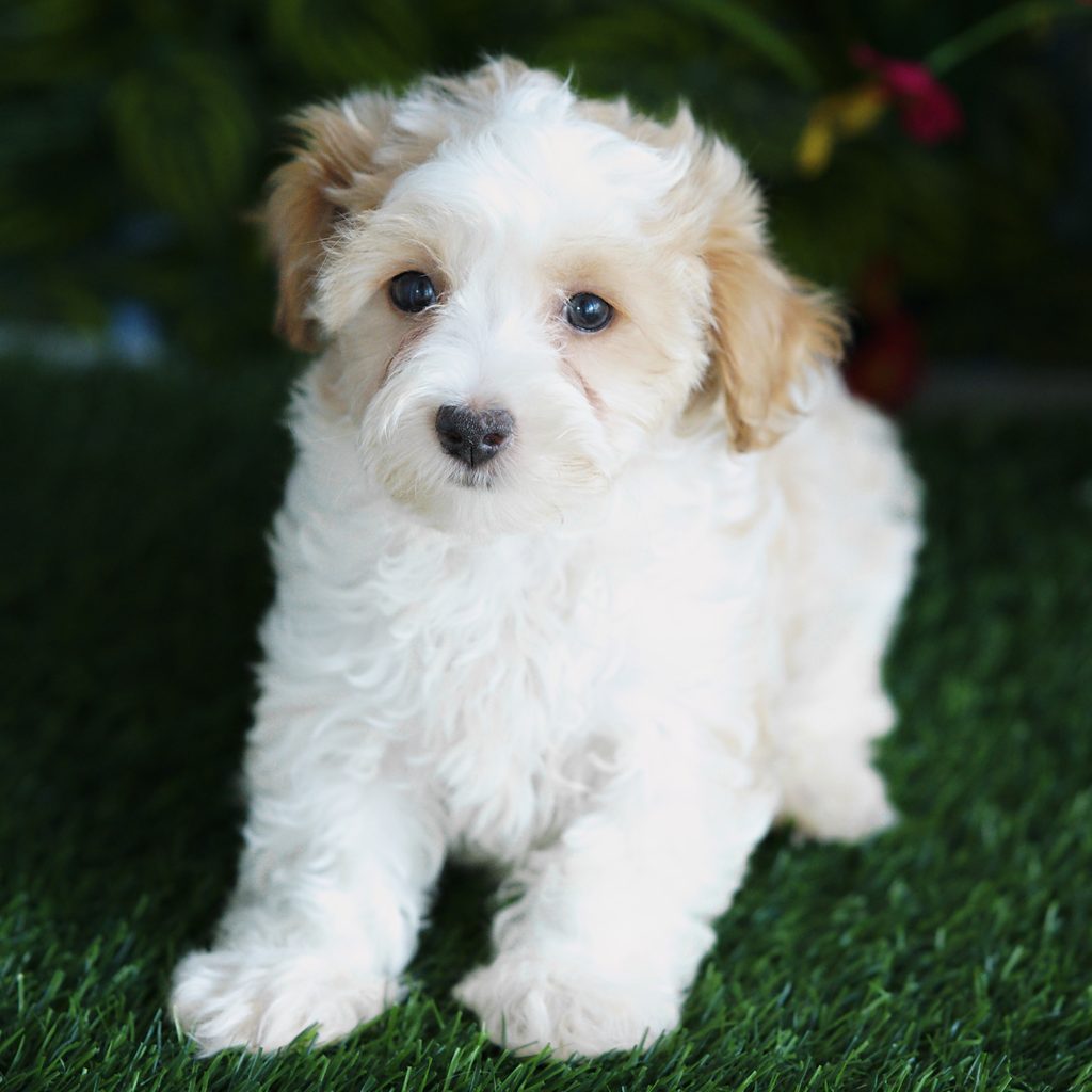 Bronson puppy images