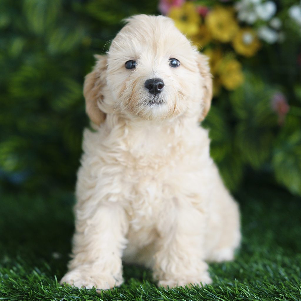 Bryce puppy images