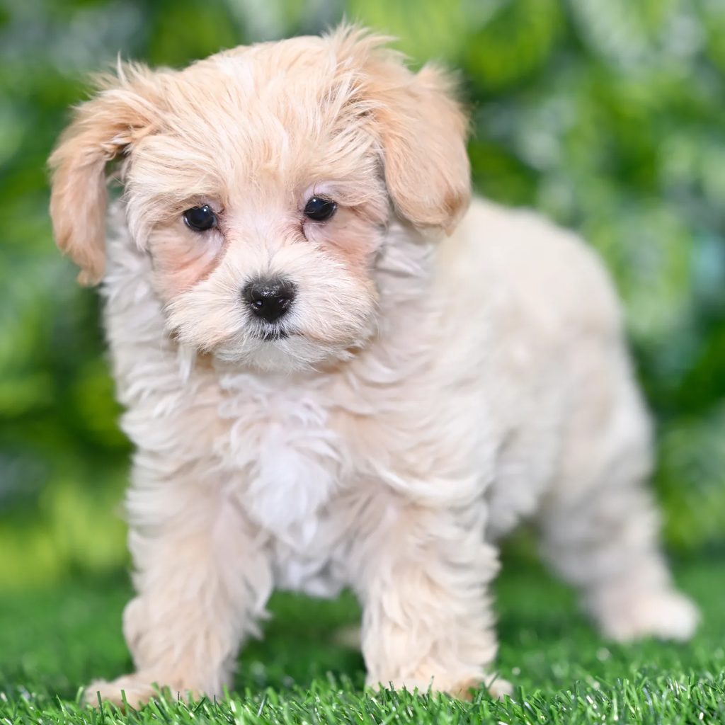 Zola puppy images