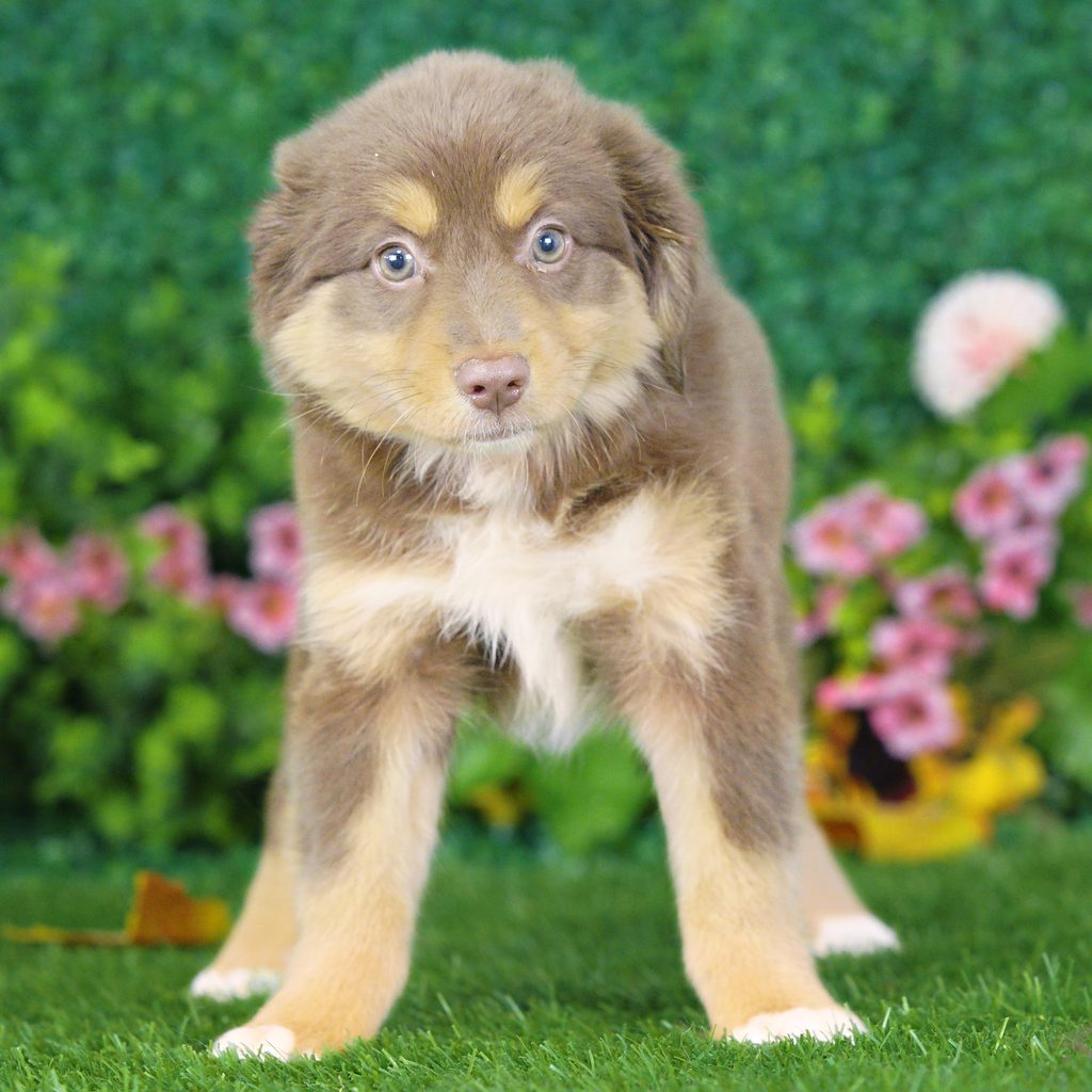 Samantha puppy images