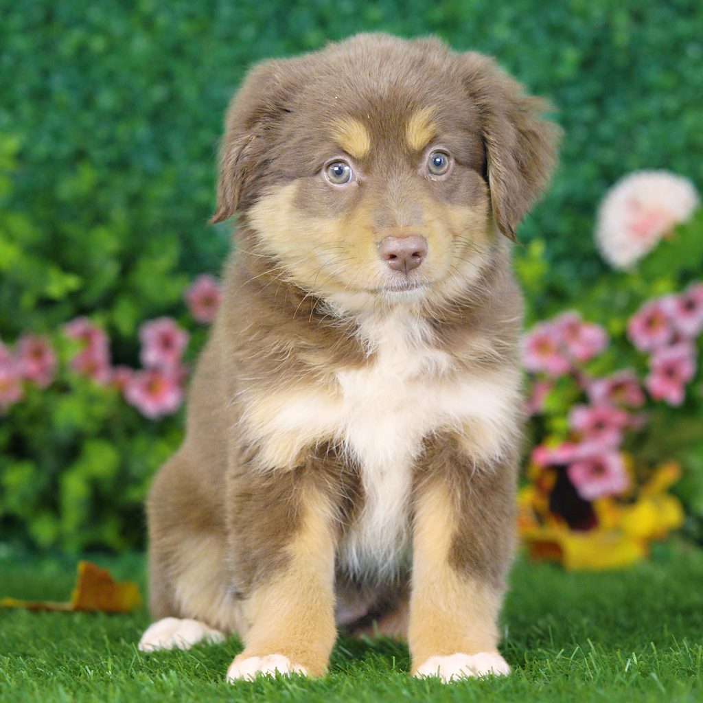 Samantha puppy images