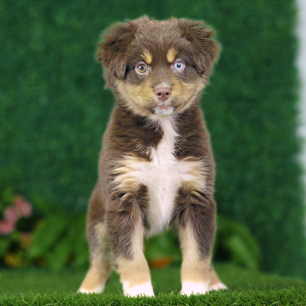 Barkley puppy images