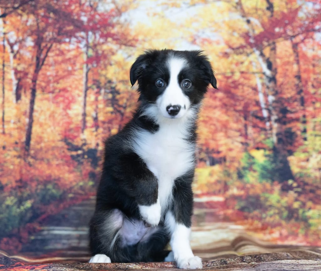Owen puppy images