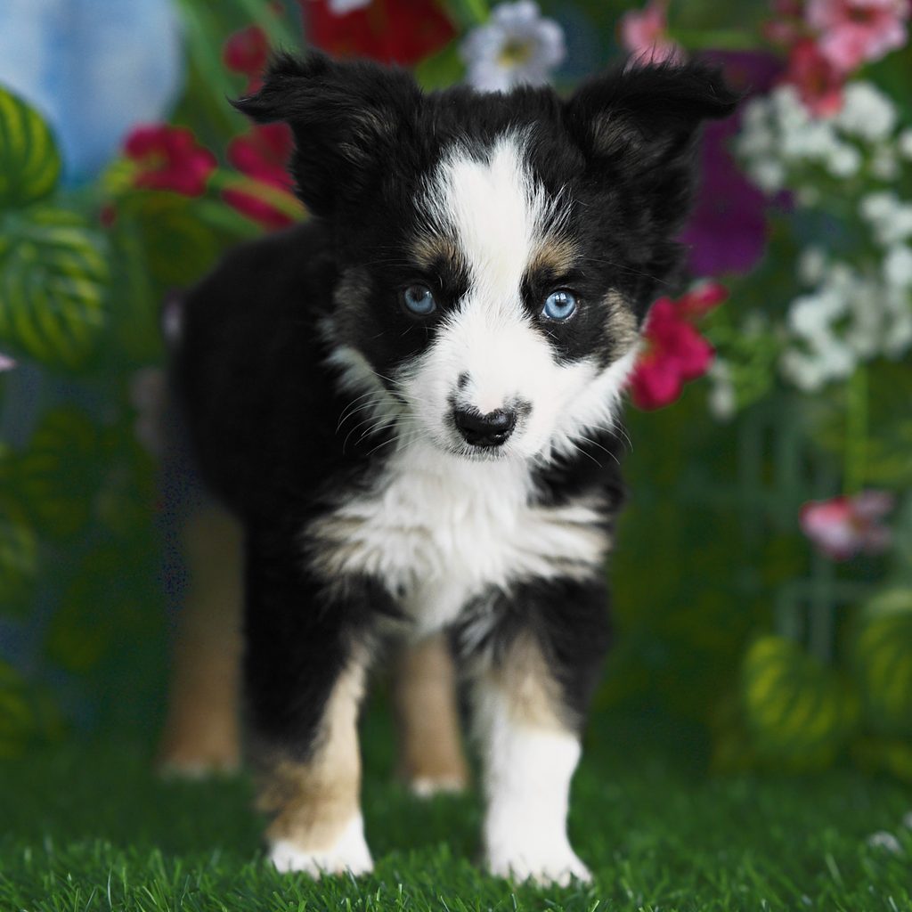 Luca puppy images