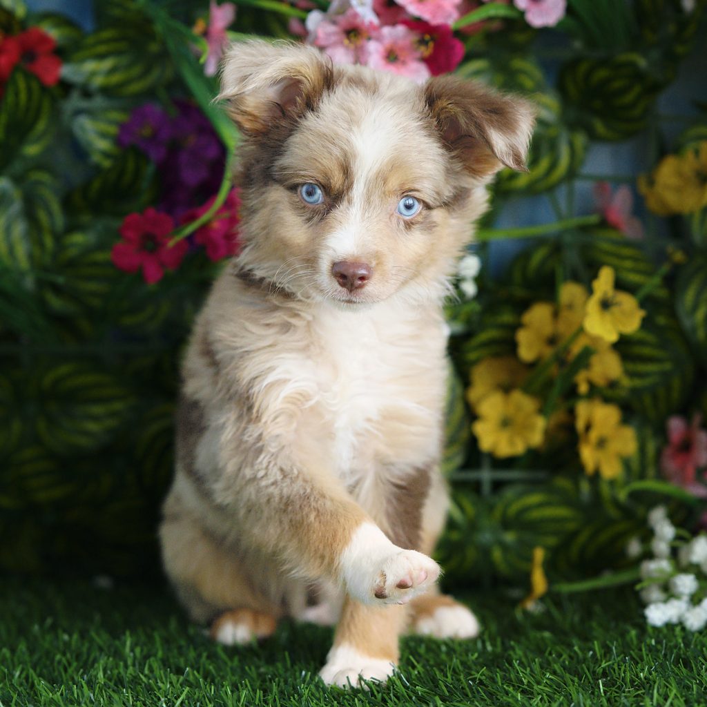 Fang puppy images