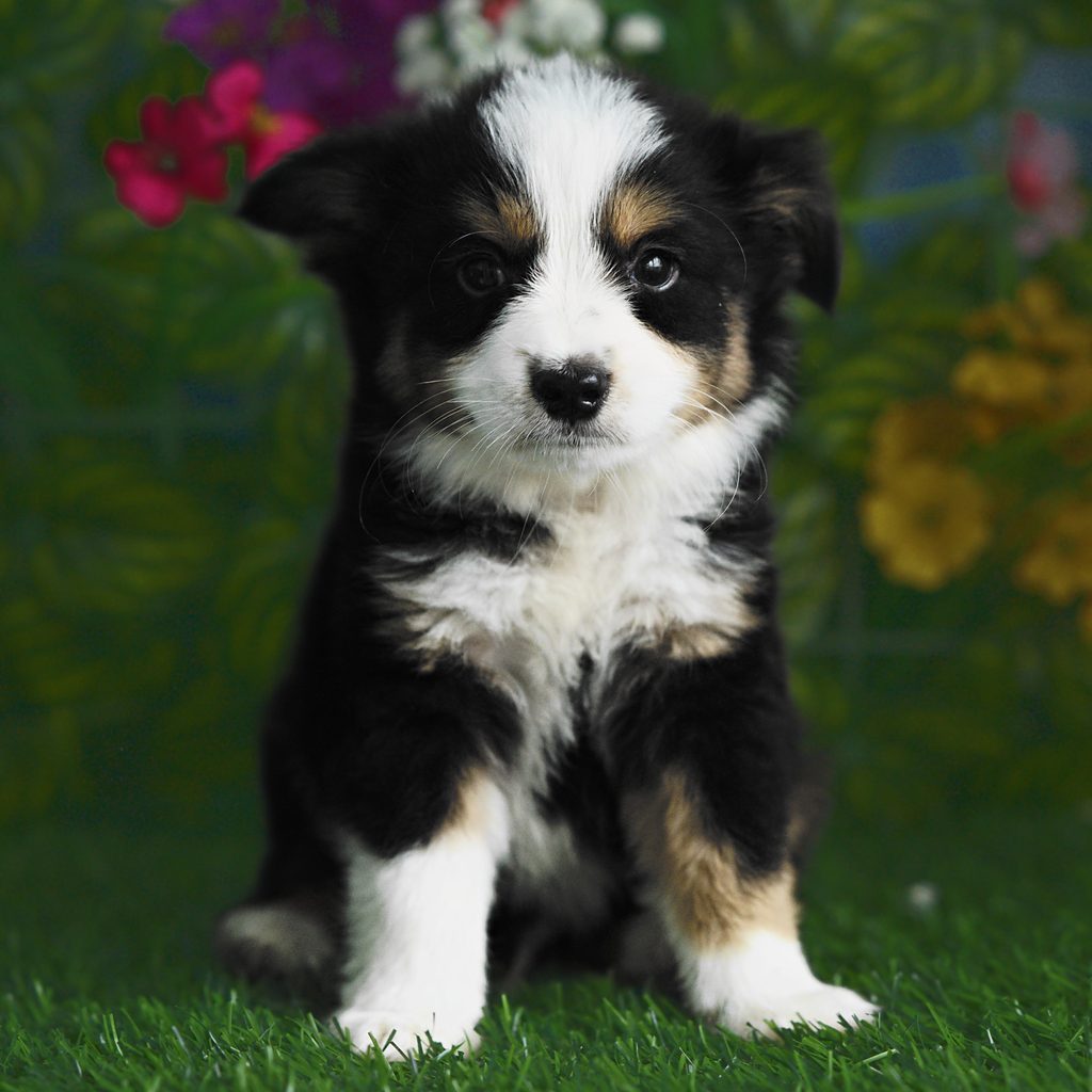 Newton puppy images