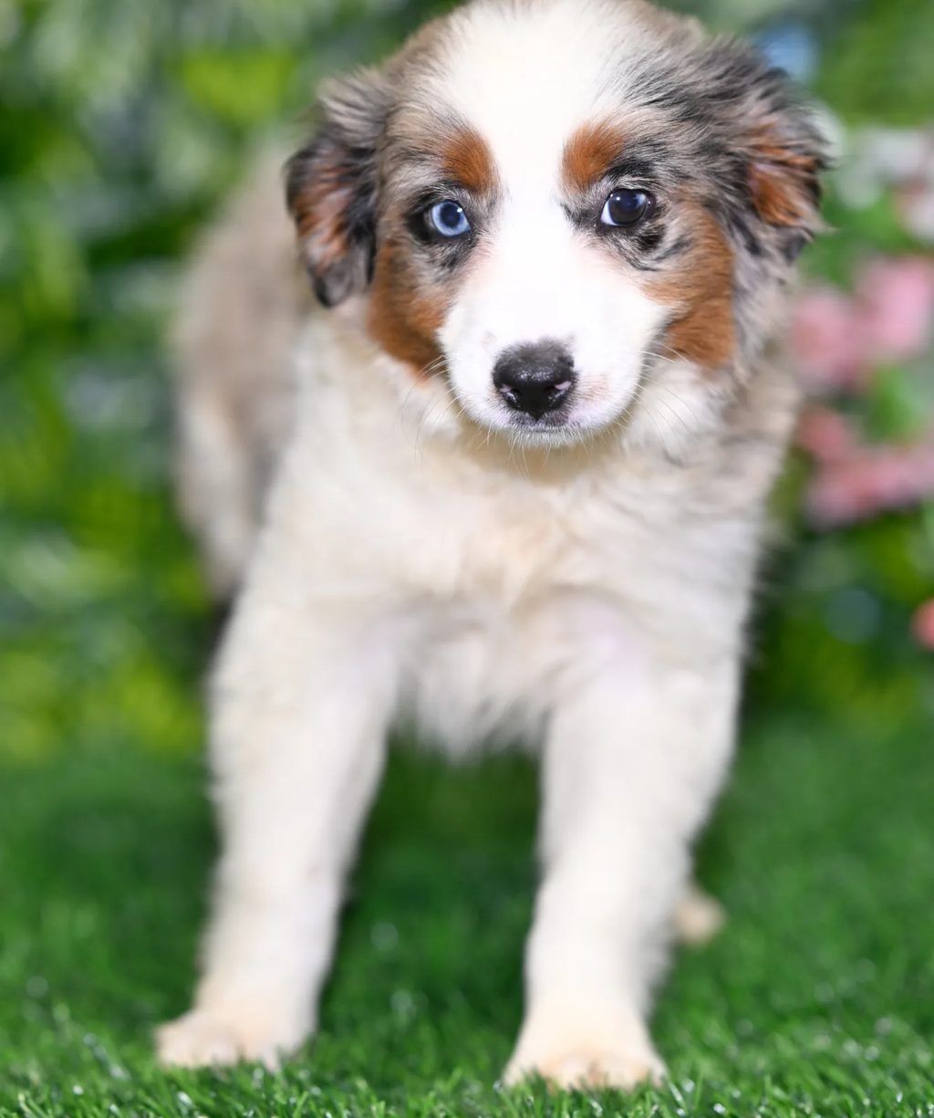 Julia puppy images