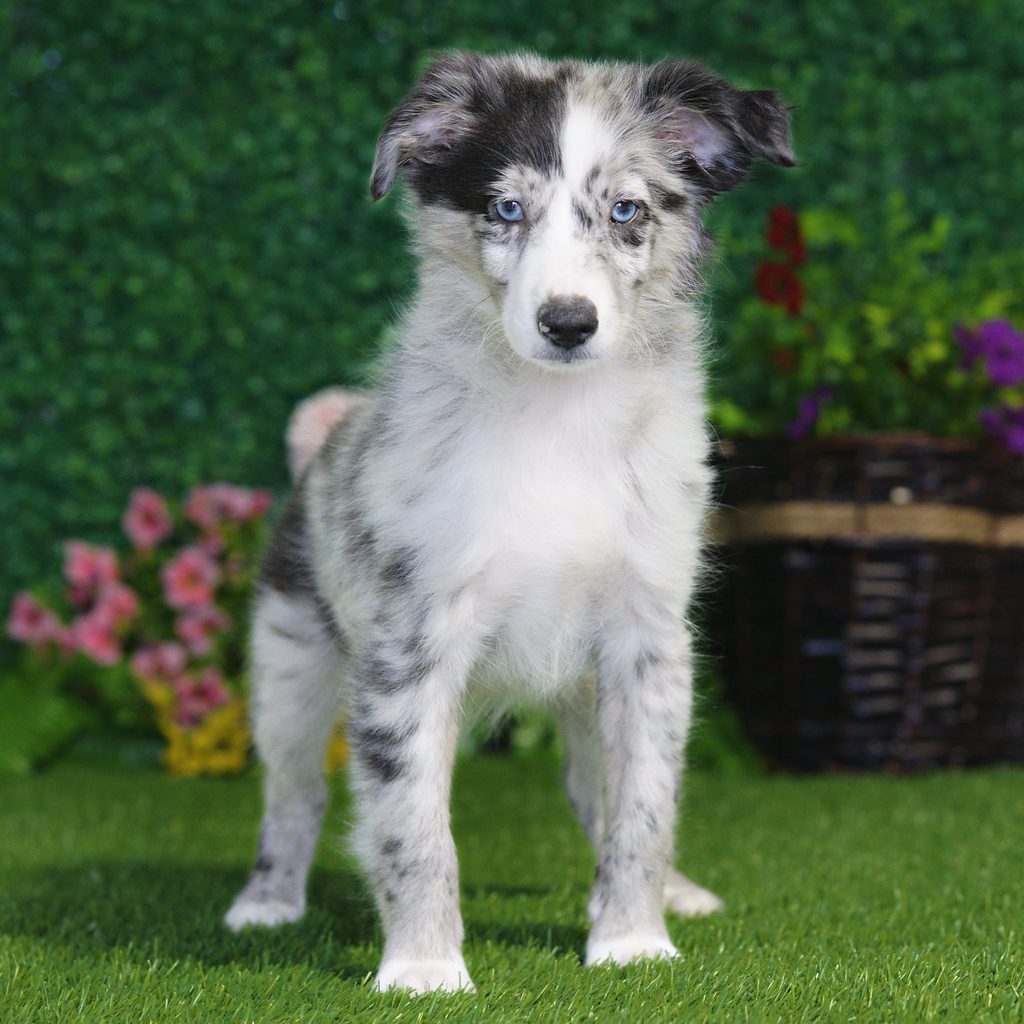 Abby puppy images