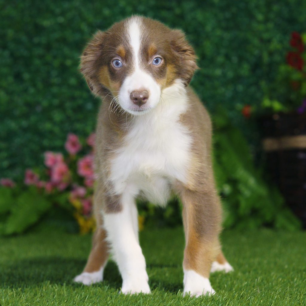 Eden puppy images