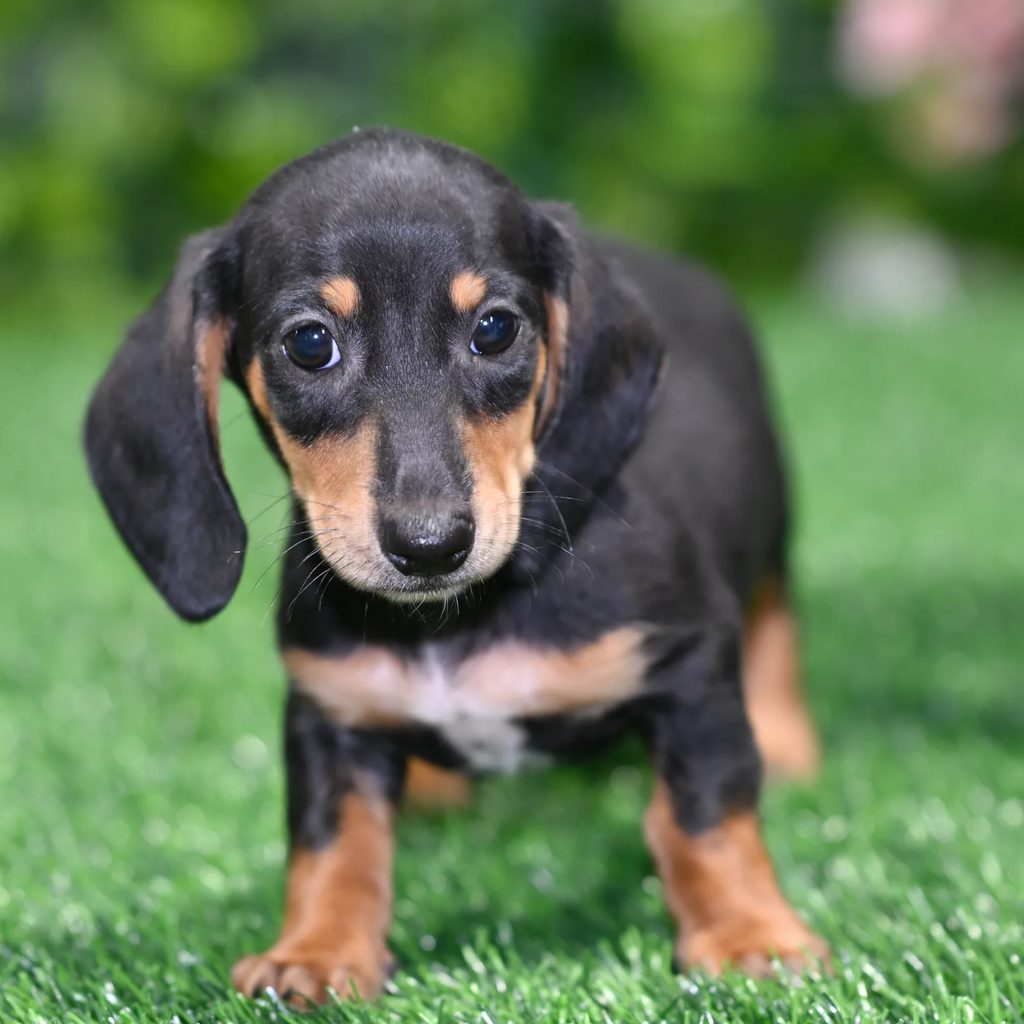 Ali puppy images