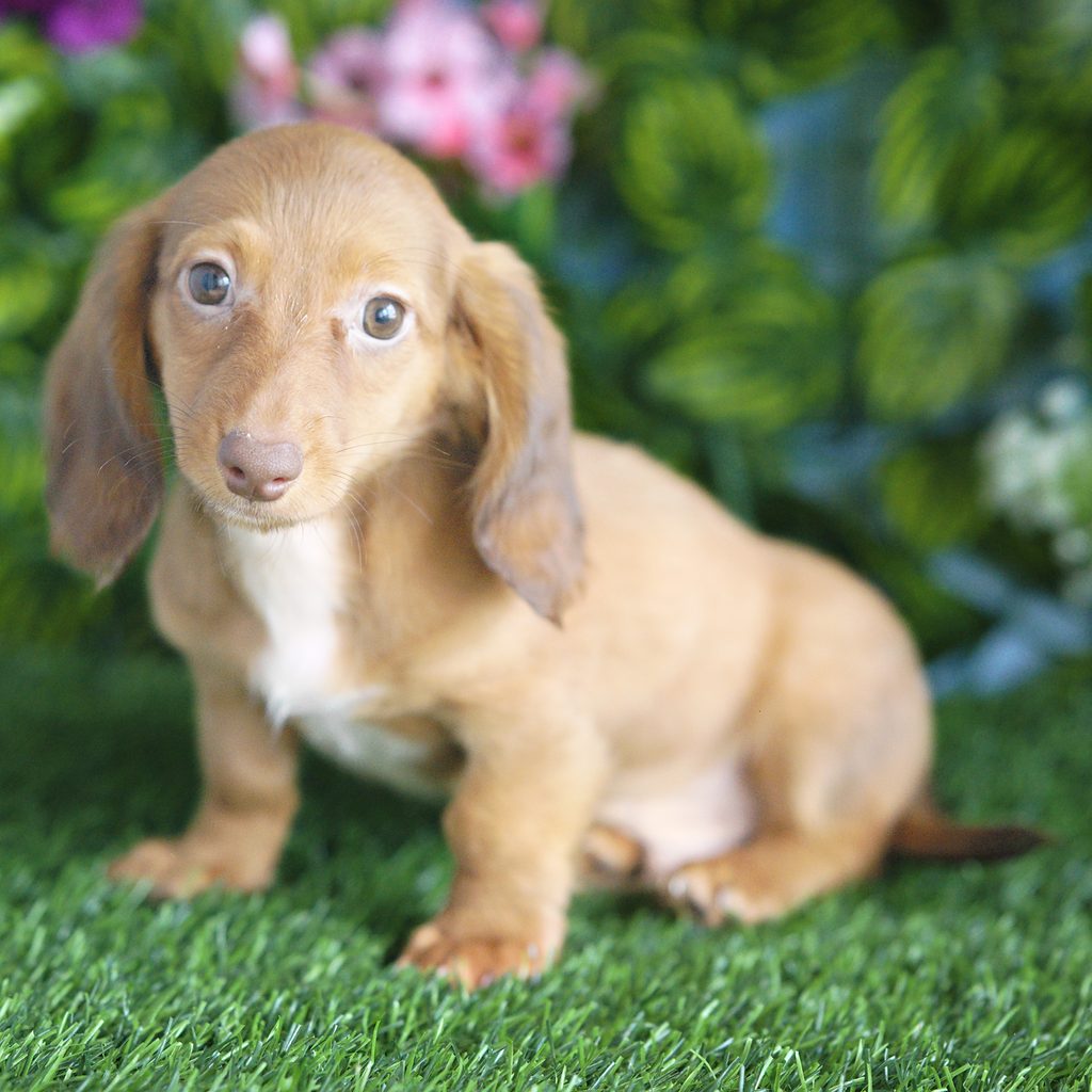 Knox puppy images