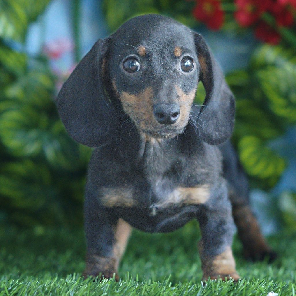 Sebastian puppy images