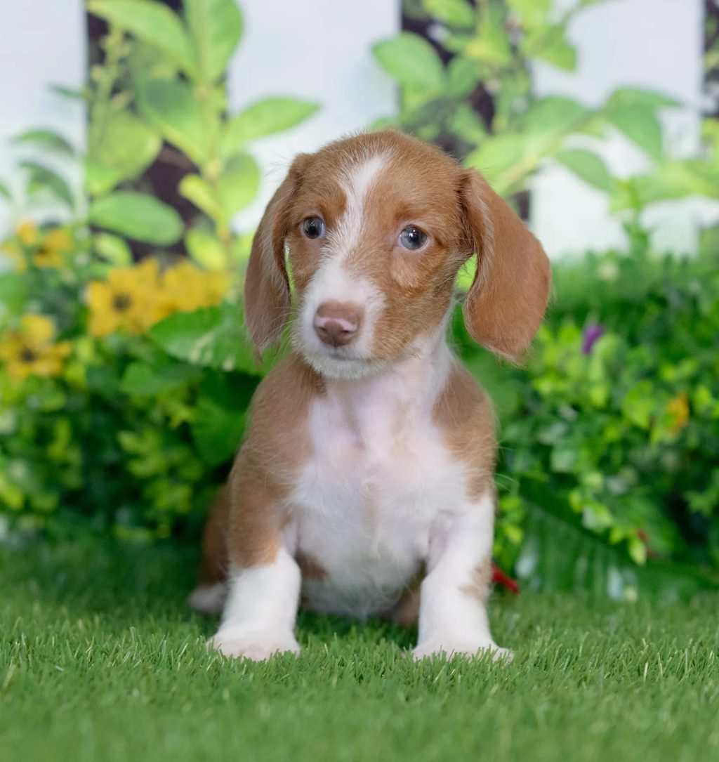 Chica puppy images