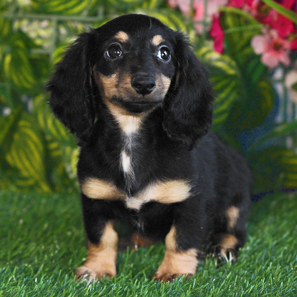 Gia puppy images