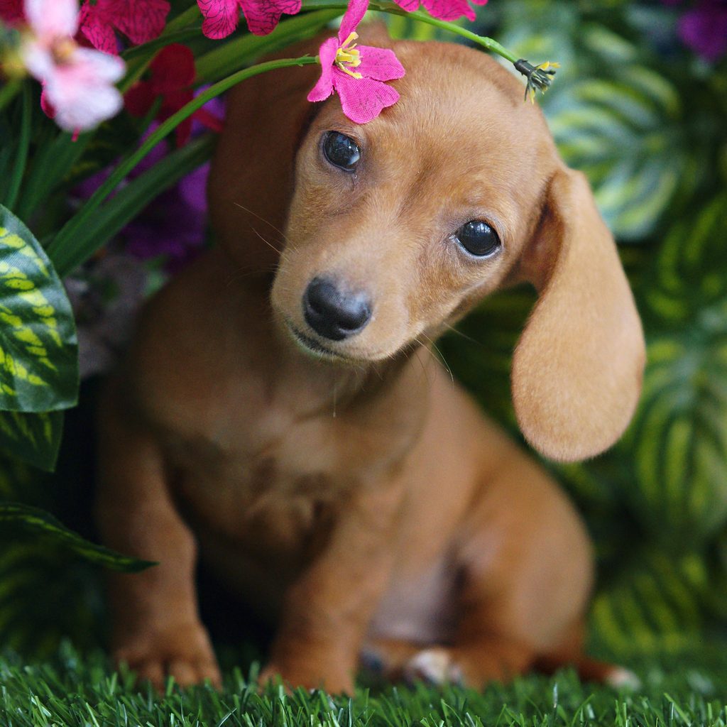 Qunita puppy images