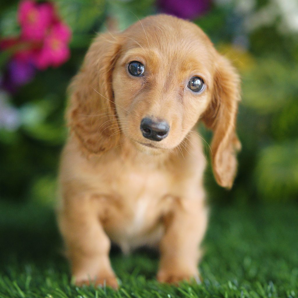 Jazzy puppy images