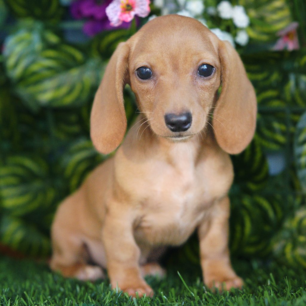 Dahlia puppy images