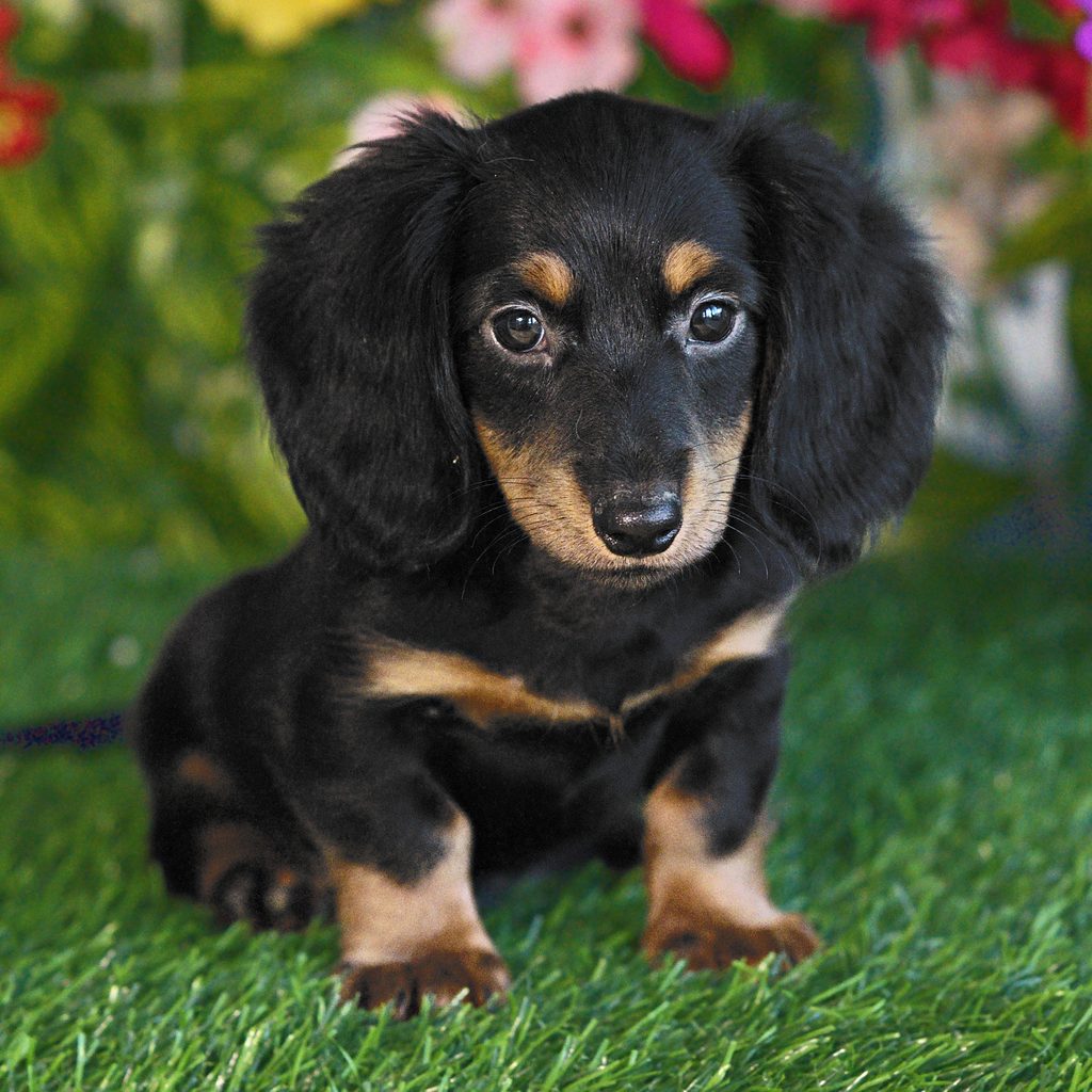 Crawford puppy images
