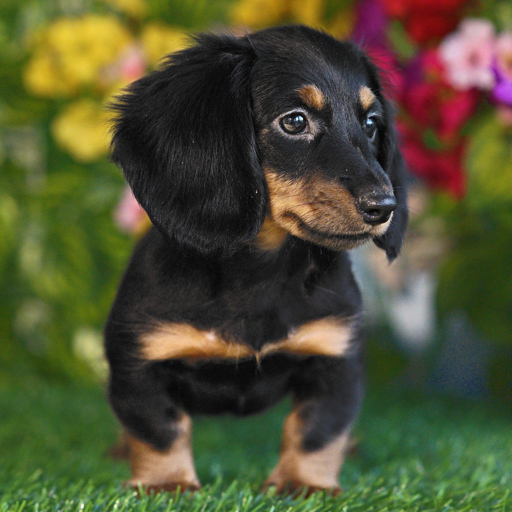 Crawford puppy images