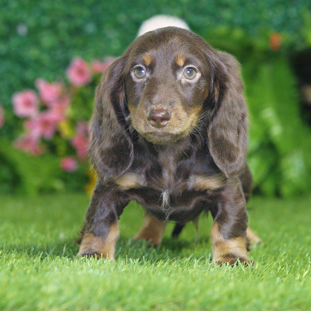 Finn puppy images