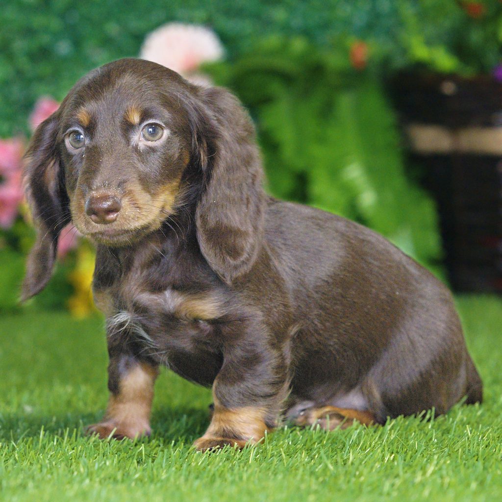 Finn puppy images