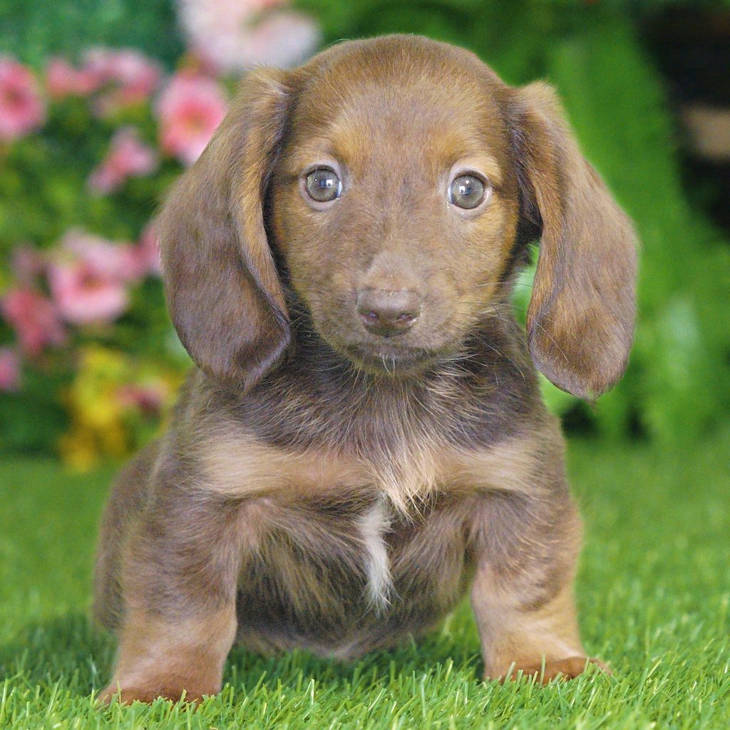 Piper puppy images