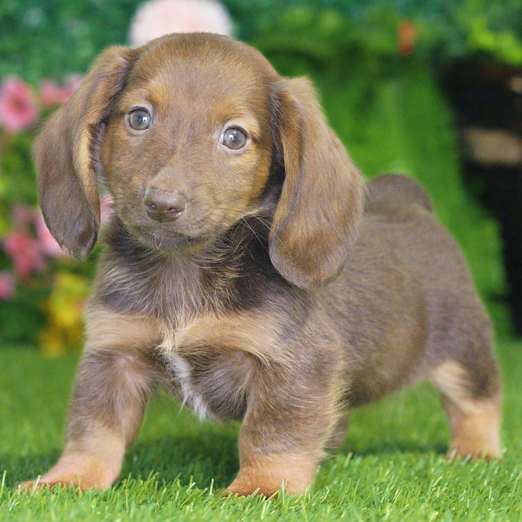 Piper puppy images