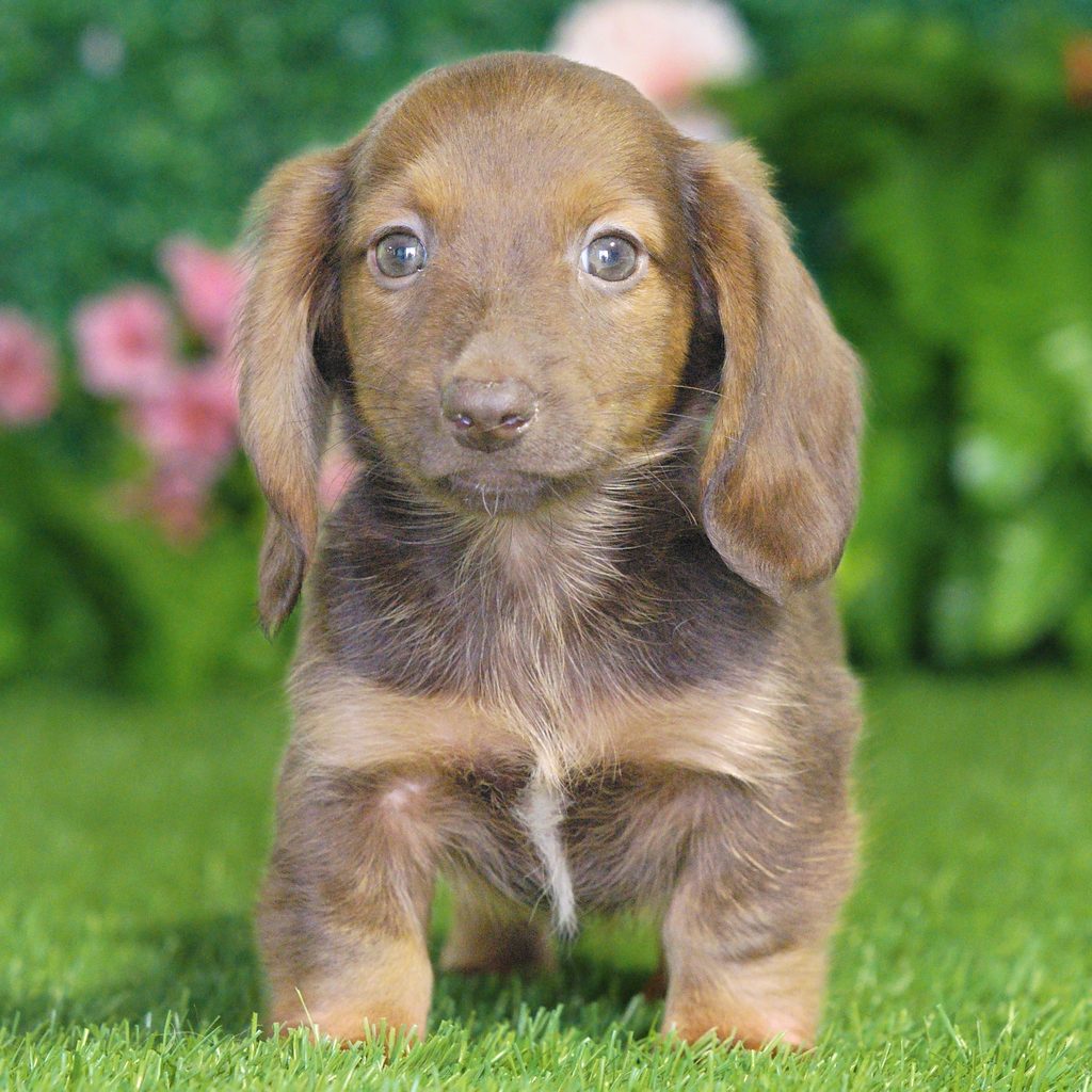 Piper puppy images