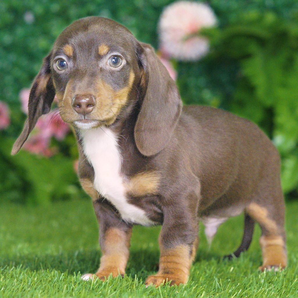Corky puppy images