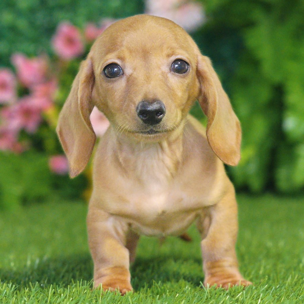 Foster puppy images