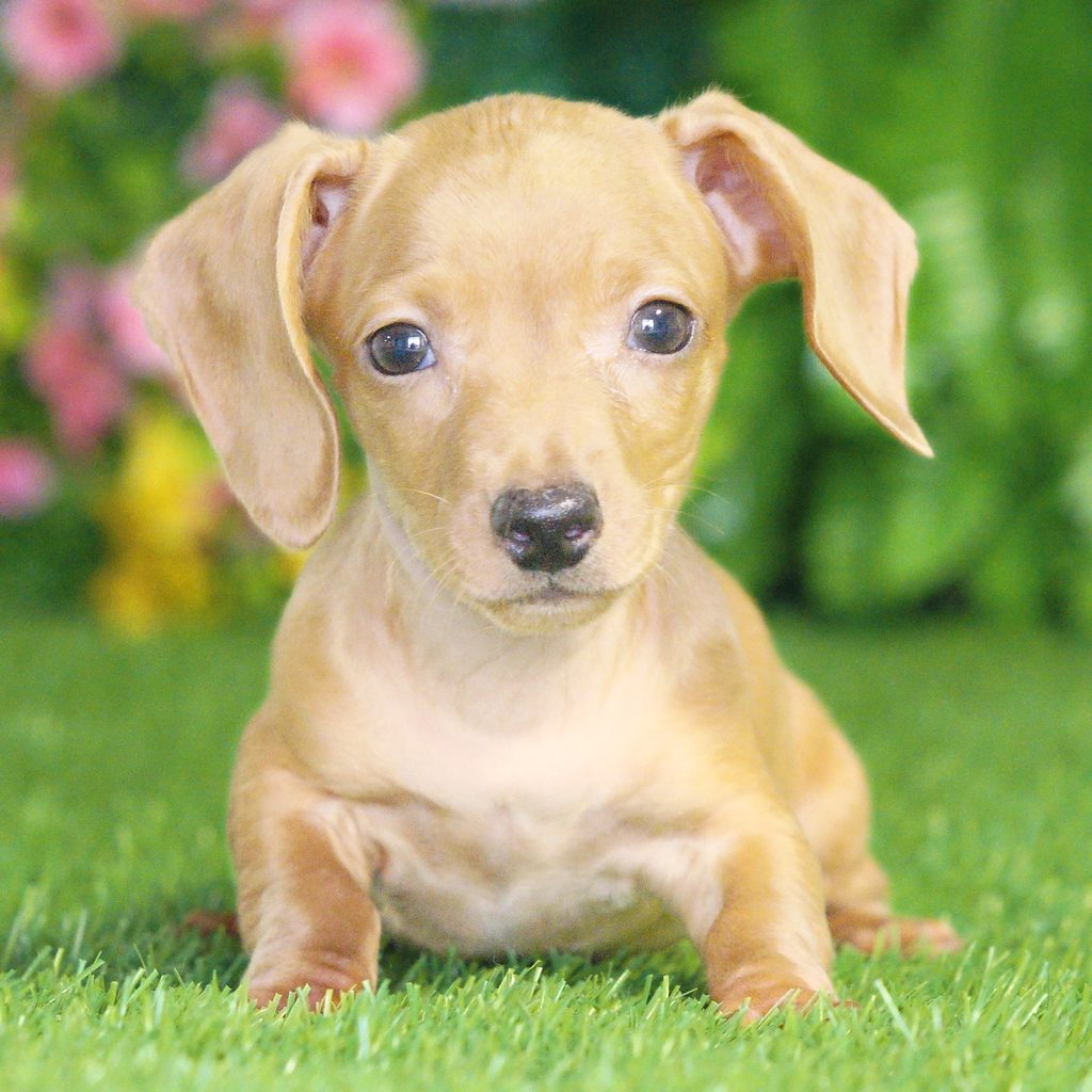 Scrappy puppy images
