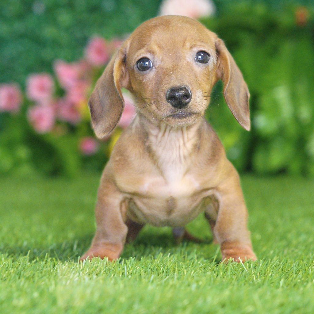 Easton puppy images