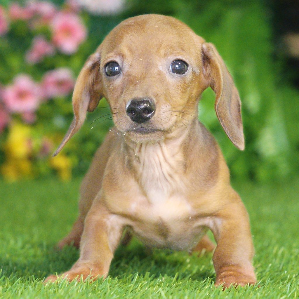 Easton puppy images