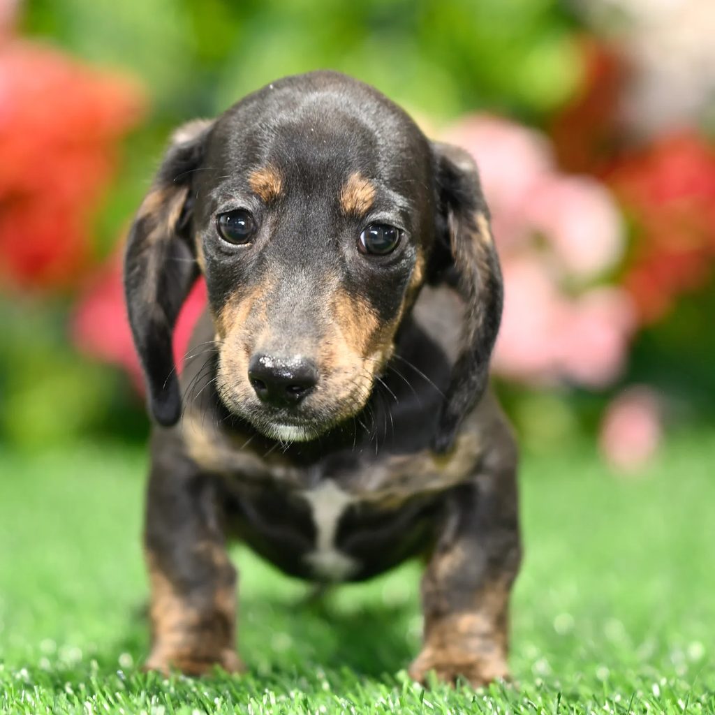Ali puppy images