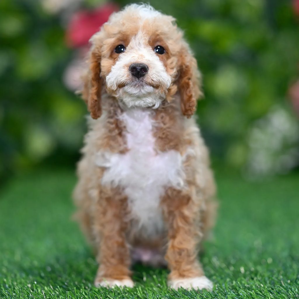 Oreo puppy images