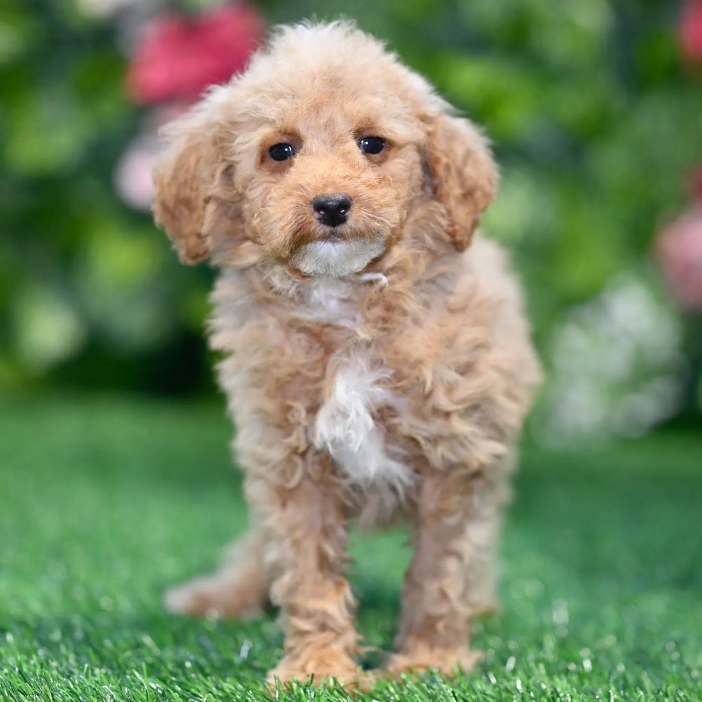 Camilla puppy images
