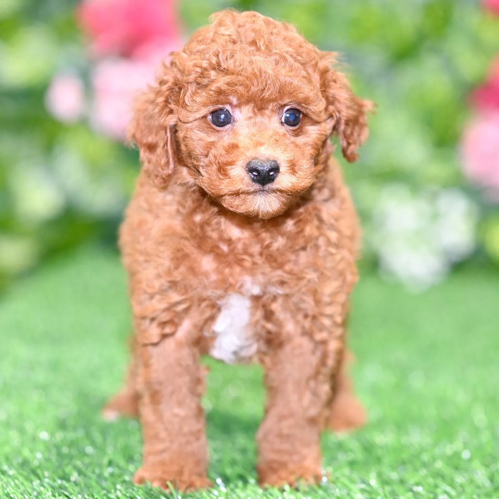 Harvey puppy images