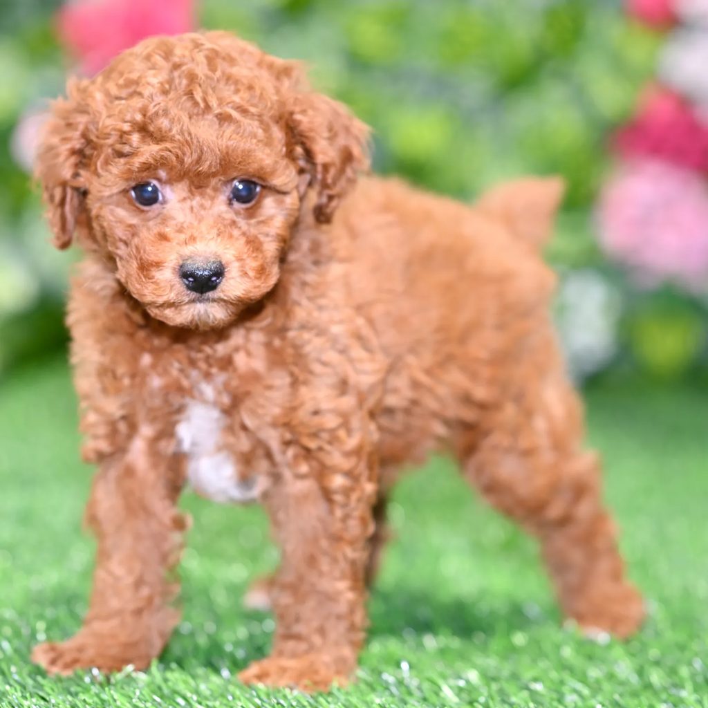 Harvey puppy images