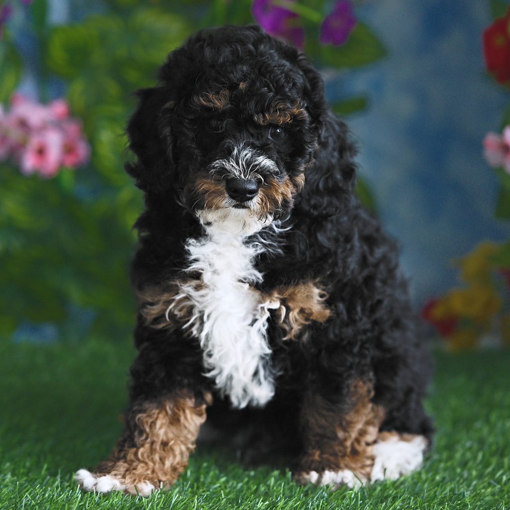 Denali puppy images