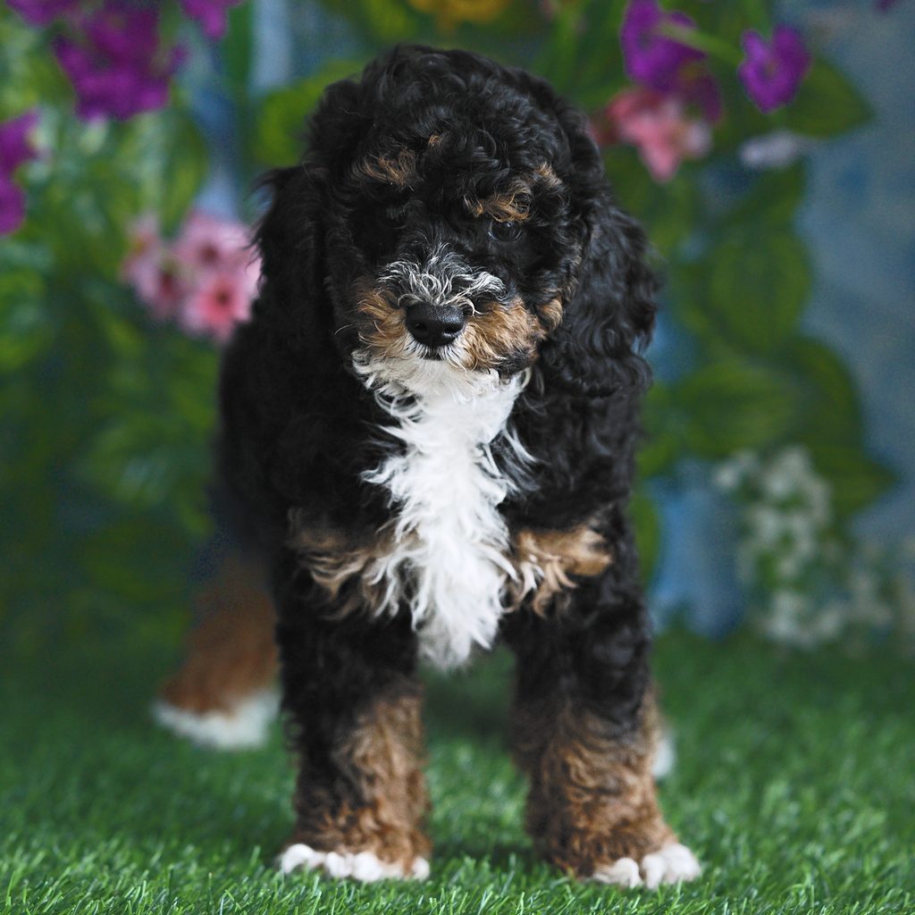 Denali puppy images