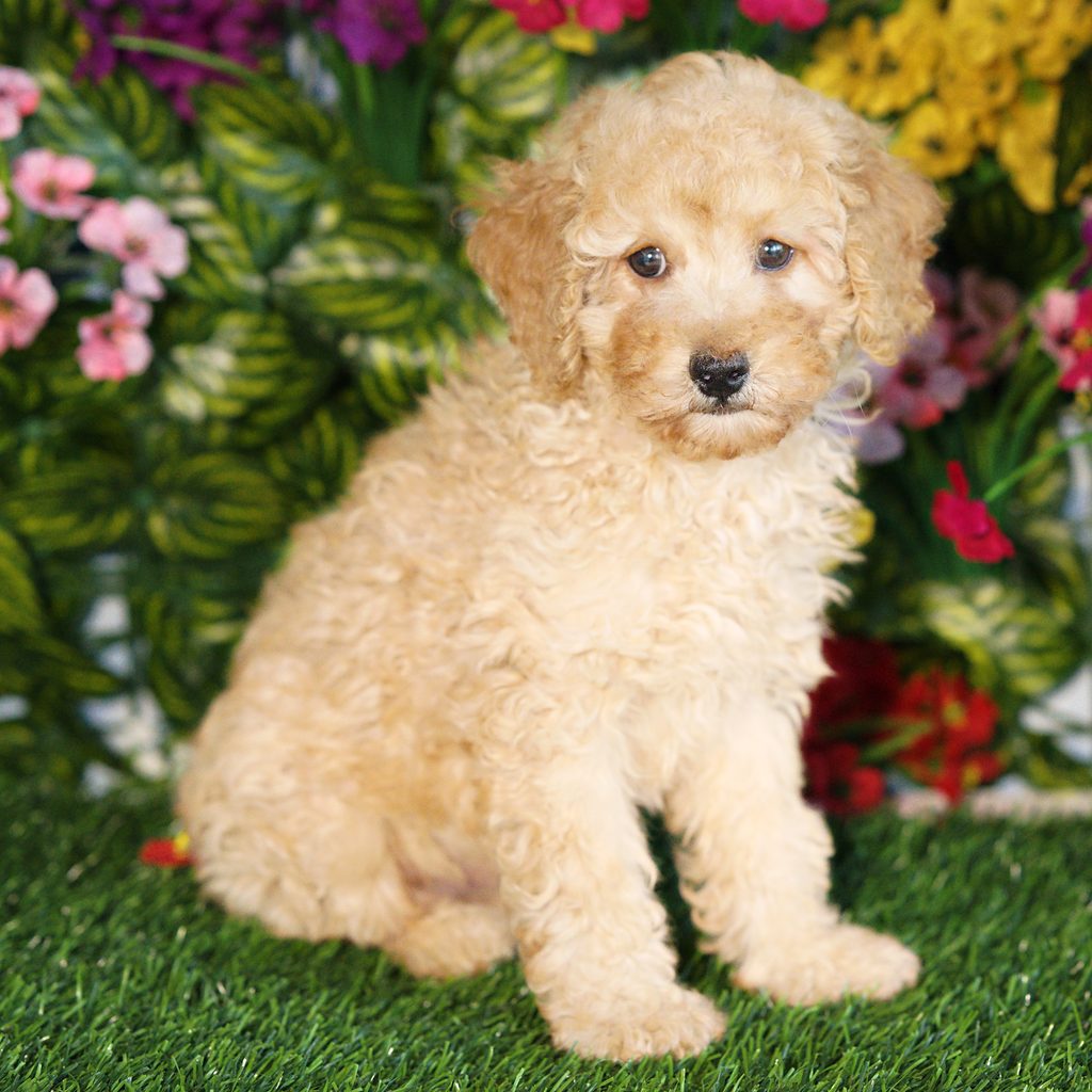 Taco puppy images