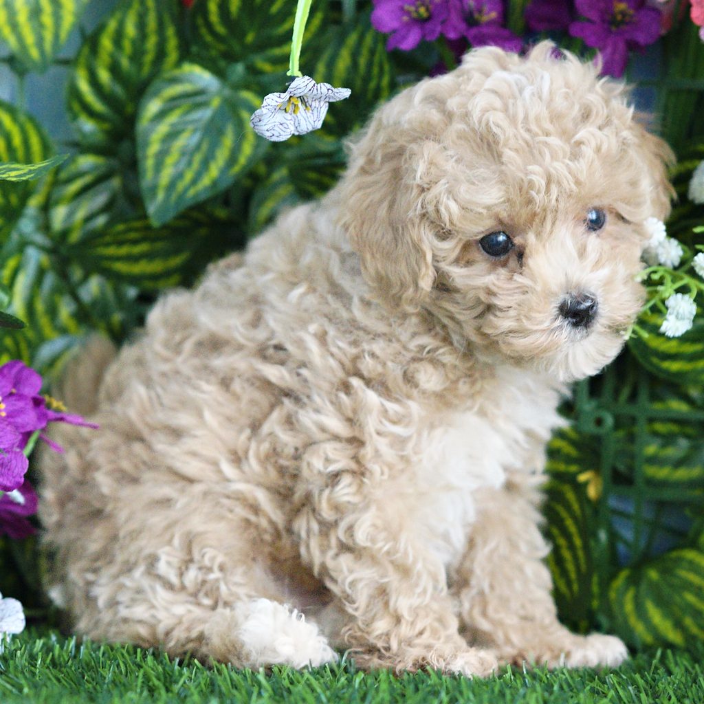 Gus puppy images