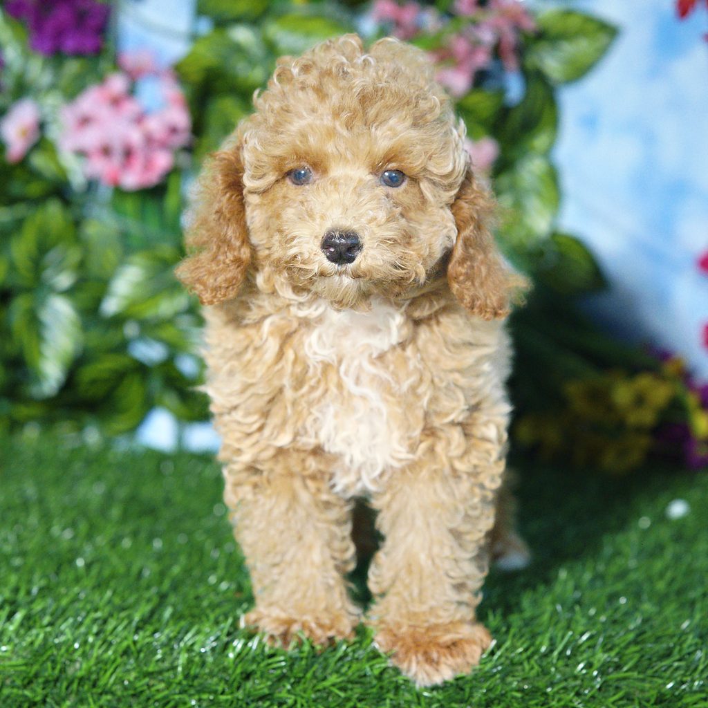 Socks puppy images