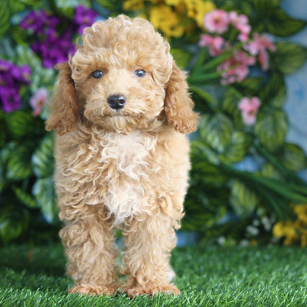 Socks puppy images
