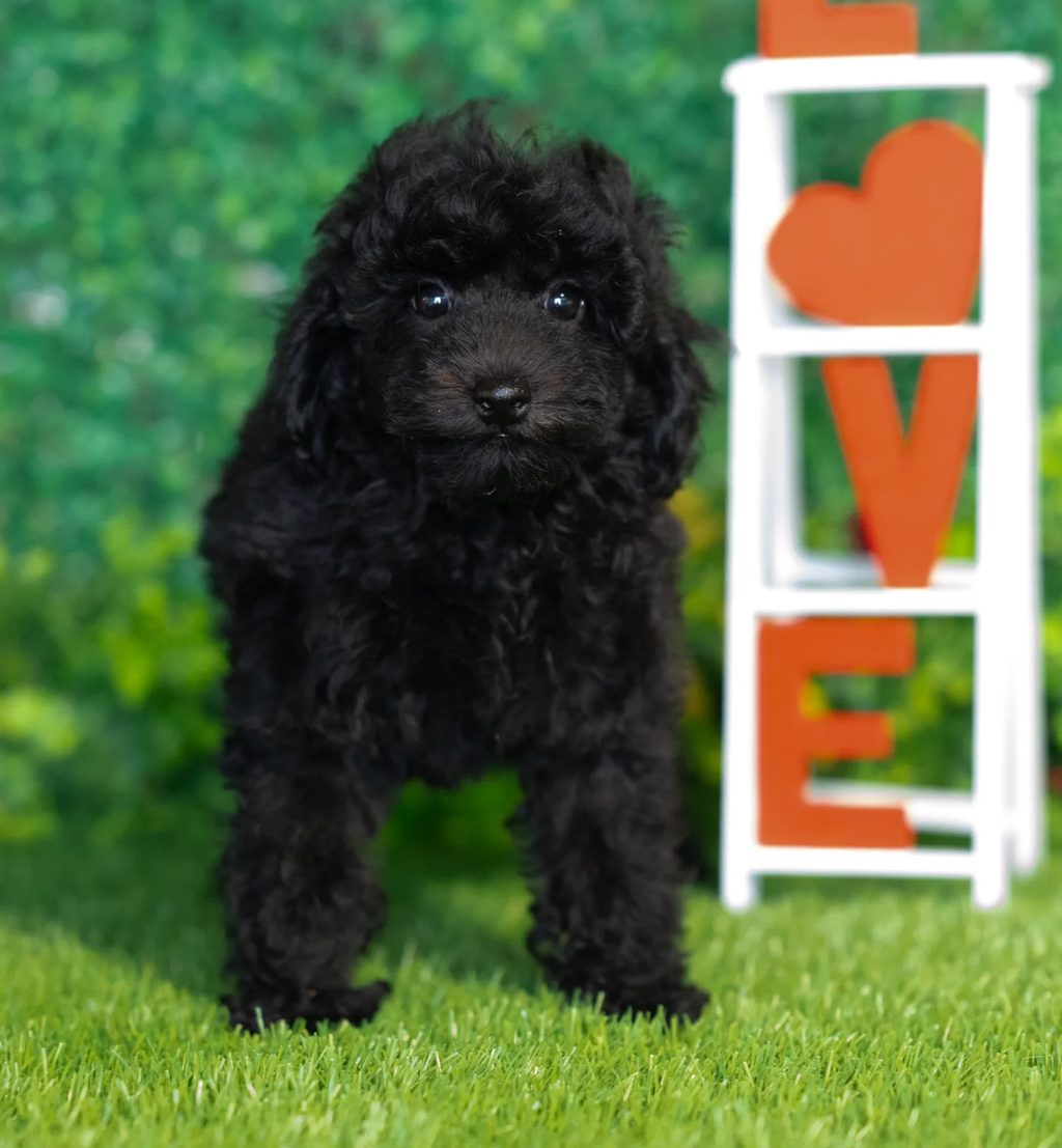 Quinn puppy images