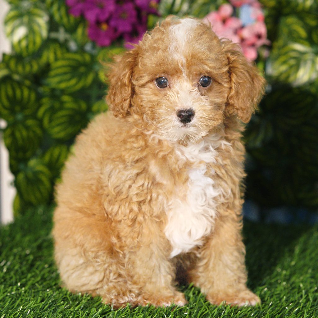 Brooks puppy images
