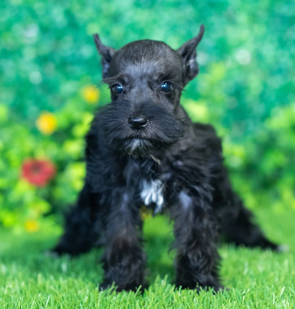 Hope puppy images