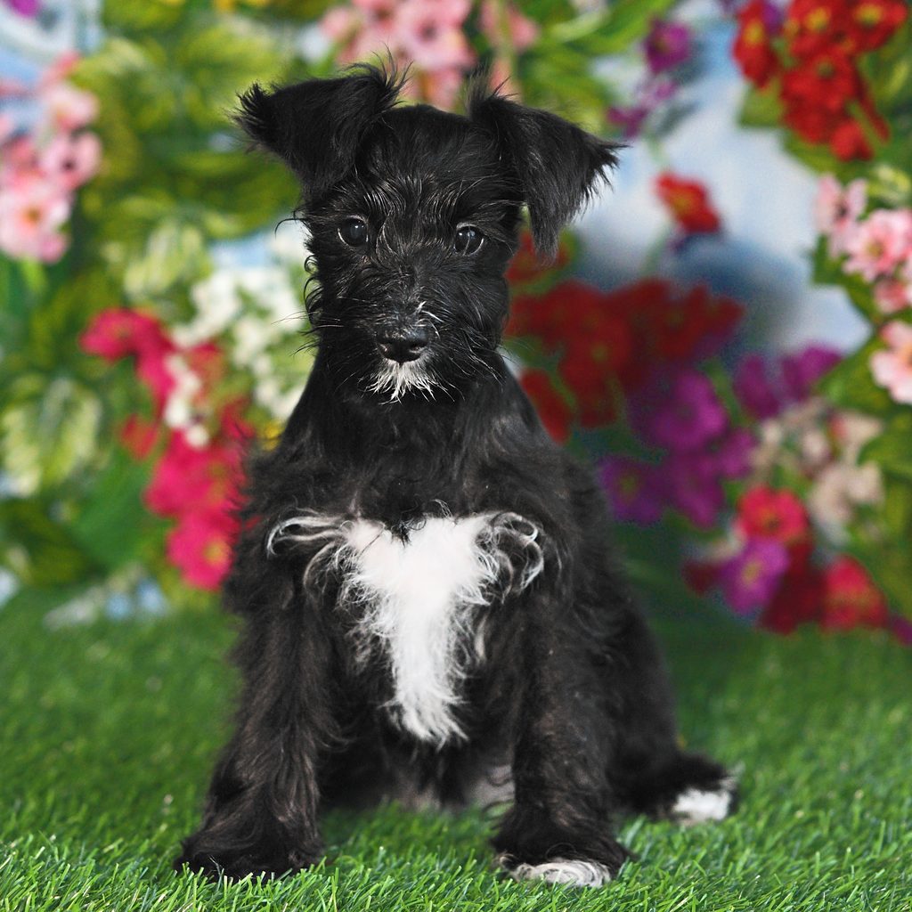 Nori puppy images