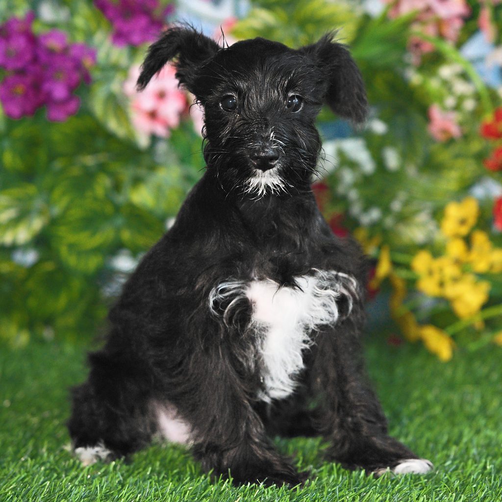 Nori puppy images